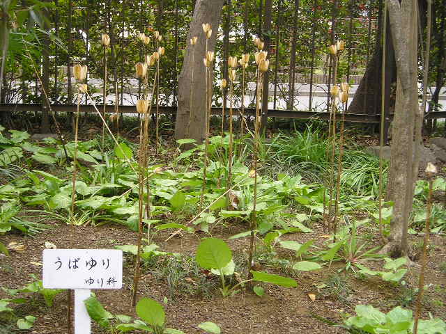 牧野記念庭園 ３ スエコザサ